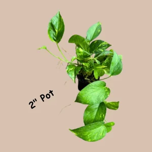 Golden Pothos Live Plant – 4 inch Pot or Cuttings – Easy Care Indoor Houseplant - Image 3