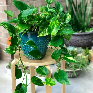 Golden Pothos Live Plant – 4 inch Pot or Cuttings – Easy Care Indoor Houseplant - Image 1