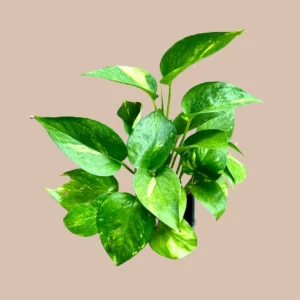 Golden Pothos Live Plant – 4 inch Pot or Cuttings – Easy Care Indoor Houseplant - Image 4