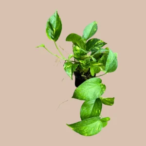 Golden Pothos Live Plant – 4 inch Pot or Cuttings – Easy Care Indoor Houseplant - Image 5