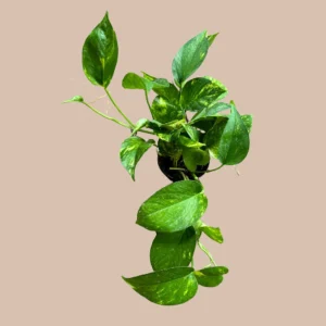 Golden Pothos Live Plant – 4 inch Pot or Cuttings – Easy Care Indoor Houseplant - Image 6