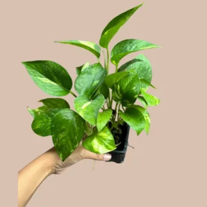Golden Pothos Live Plant – 4 inch Pot or Cuttings – Easy Care Indoor Houseplant - Image 7