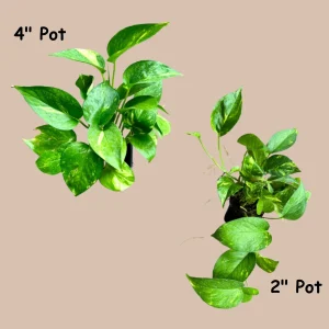 Golden Pothos Live Plant – 4 inch Pot or Cuttings – Easy Care Indoor Houseplant - Image 8