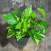 Golden Pothos Live Plant - 4" Nursery Pot - Easy Care Low Light Indoor Plant - Image 1