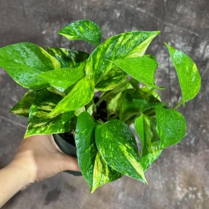 Golden Pothos Live Plant - 4