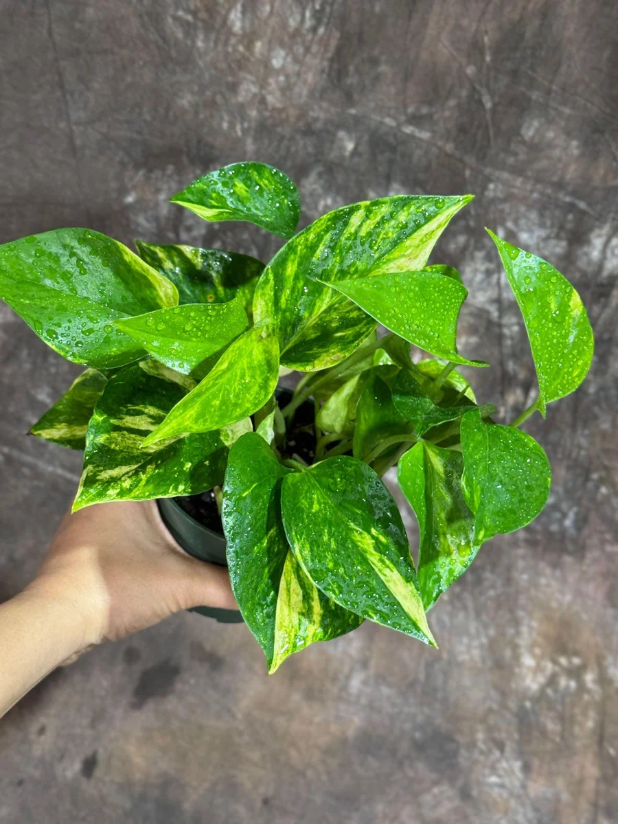 Golden Pothos Live Plant - 4" Nursery Pot - Easy Care Low Light Indoor Plant - Image 2