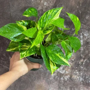 Golden Pothos Live Plant - 4