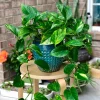 Golden Pothos Live Plant – 4” Pot or Cuttings – Easy Care Indoor Houseplant – Low Light Air Purifier - Image 1