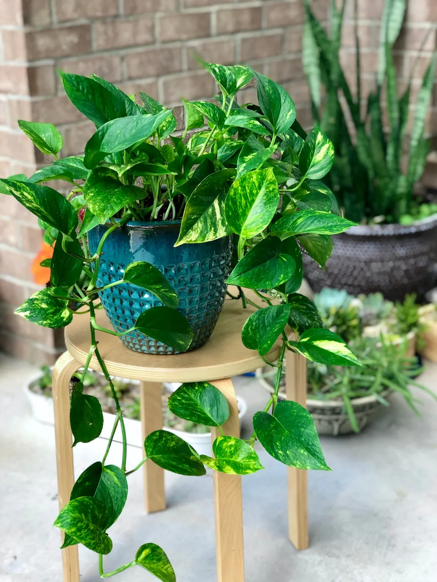 Golden Pothos Live Plant – 4” Pot or Cuttings – Easy Care Indoor Houseplant – Low Light Air Purifier - Image 2