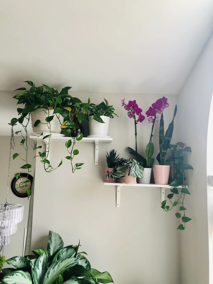 Golden Pothos Live Plant – 4” Pot or Cuttings – Easy Care Indoor Houseplant – Low Light Air Purifier - Image 3