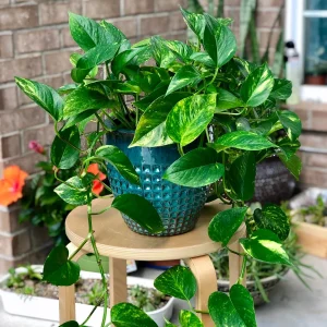 Golden Pothos Live Plant – 4” Pot or Cuttings – Easy Care Indoor Houseplant – Low Light Air Purifier - Image 1