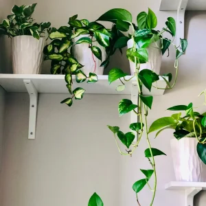 Golden Pothos Live Plant – 4” Pot or Cuttings – Easy Care Indoor Houseplant – Low Light Air Purifier - Image 4