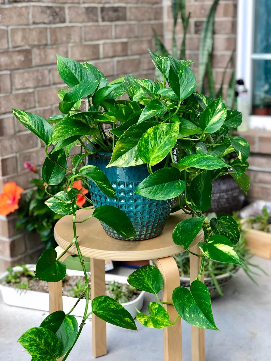 Golden Pothos Live Plant – 4” Pot or Cuttings – Easy Care Indoor Houseplant – Low Light Air Purifier - Image 1