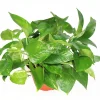Golden Pothos Live Plant - 6 inch Potted Houseplant - Easy Care Indoor - Image 1