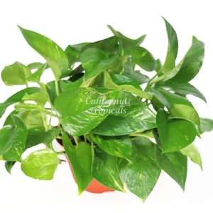 Golden Pothos Live Plant - 6 inch Potted Houseplant - Easy Care Indoor - Image 1