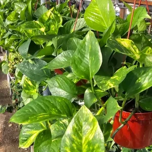 Golden Pothos Live Plant – 6in Pot – Epipremnum Aureum – Indoor Trailing Houseplant - Image 3