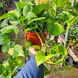Golden Pothos Live Plant – 6in Pot – Epipremnum Aureum – Indoor Trailing Houseplant - Image 1