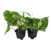 Golden Pothos Live Plant - Devil's Ivy Epipremnum - 2 Plants - 3" Pots - Indoor - Image 1