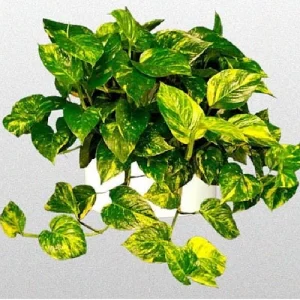 Golden Pothos Live Plant - Devil's Ivy Epipremnum - 2 Plants - 3