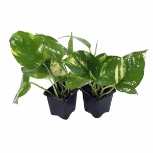 Golden Pothos Live Plant - Devil's Ivy Epipremnum - 2 Plants - 3" Pots - Indoor - Image 1