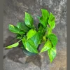 Golden Pothos Live Plant – Easy Care Houseplant – 6 inch Grow Pot – Indoor Air Purifier - Image 1