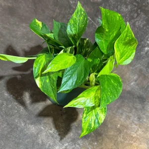 Golden Pothos Live Plant – Easy Care Houseplant – 6 inch Grow Pot – Indoor Air Purifier - Image 2