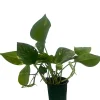 Golden Pothos Live Plant – Epipremnum Aureum – 4" Pot – Easy Care Indoor Houseplant - Image 1