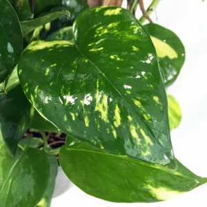 Golden Pothos Live Plant – Epipremnum Aureum – 4