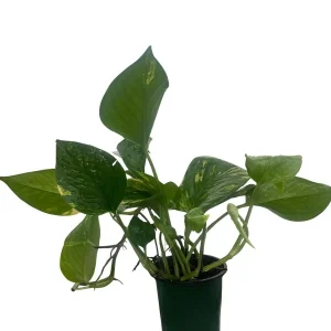 Golden Pothos Live Plant – Epipremnum Aureum – 4