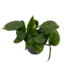Golden Pothos Live Plant – Epipremnum Aureum – 6 inch Pot – Indoor Houseplant - Image 1