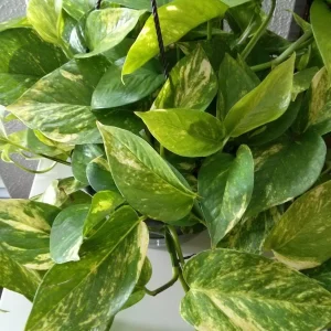 Golden Pothos Live Plant – Epipremnum Aureum – 6 inch Pot – Indoor Houseplant - Image 2