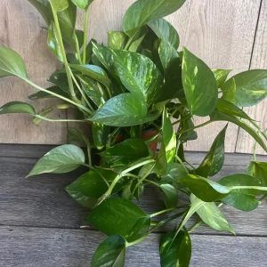 Golden Pothos Live Plant - Large 6 inch Pot, Air Purifying Houseplant - Image 6