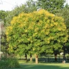 Golden Rain Tree Bare-root Plant - Koelreuteria paniculata - 2 Count - Image 1