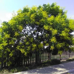 Golden Rain Tree Bare-root Plant - Koelreuteria paniculata - 2 Count - Image 2