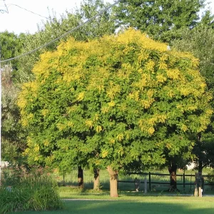 Golden Rain Tree Bare-root Plant - Koelreuteria paniculata - 2 Count - Image 1