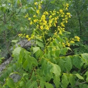 Golden Rain Tree Bare-root Plant - Koelreuteria paniculata - 2 Count - Image 6