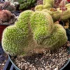Golden Rat Tail Cactus Live Plant - Cleistocactus Winteri Cristata, 6 inch Pot - Image 1