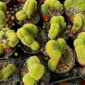 Golden Rat Tail Cactus Live Plant - Cleistocactus Winteri Cristata, 6 inch Pot - Image 2