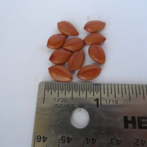 Golden Shower Tree Seeds – Cassia Fistula – Yellow Tropical Flower Tree – Choose 5 or 10 Seeds - Image 2