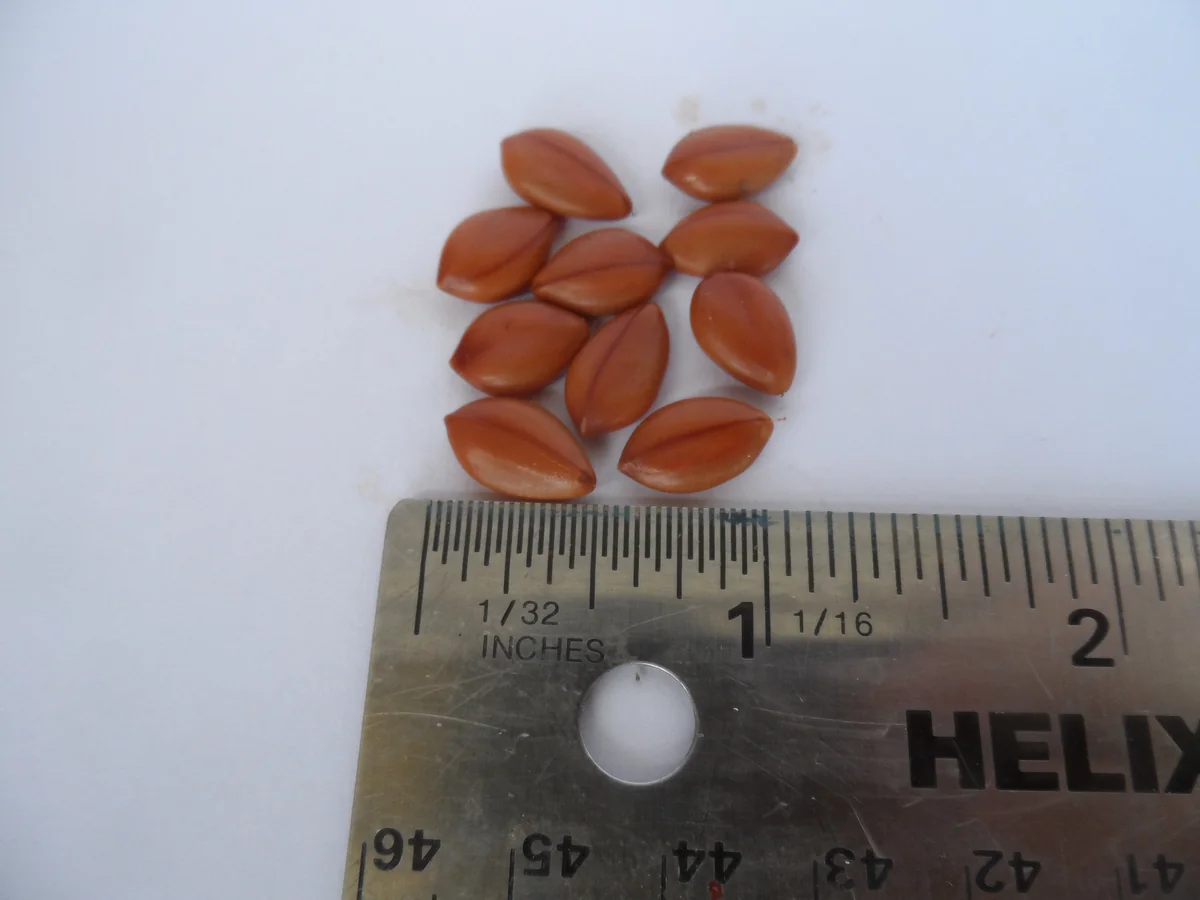 Golden Shower Tree Seeds – Cassia Fistula – Yellow Tropical Flower Tree – Choose 5 or 10 Seeds - Image 2