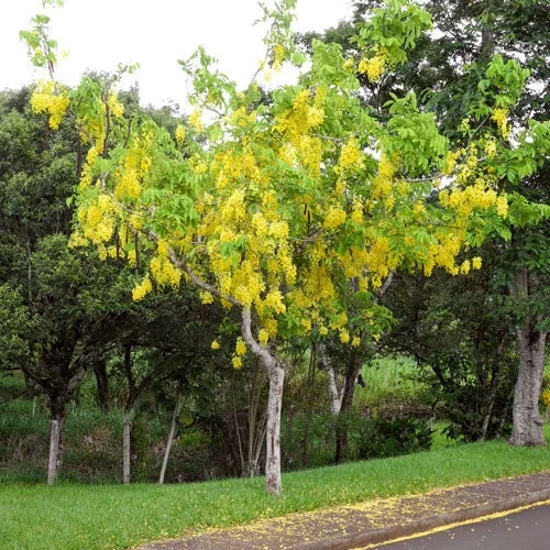 Golden Shower Tree Seeds – Cassia Fistula – Yellow Tropical Flower Tree – Choose 5 or 10 Seeds - Image 3