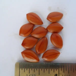 Golden Shower Tree Seeds – Cassia Fistula – Yellow Tropical Flower Tree – Choose 5 or 10 Seeds - Image 1