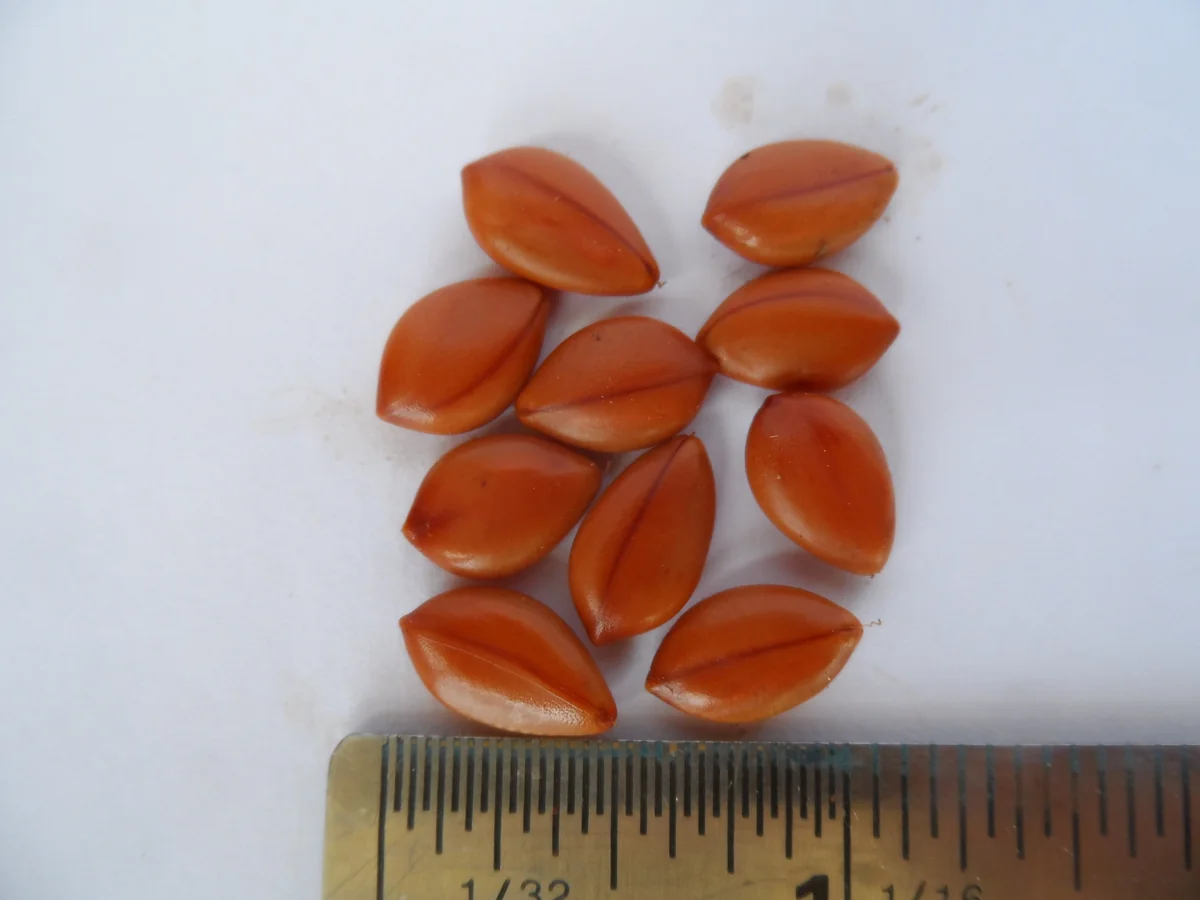 Golden Shower Tree Seeds – Cassia Fistula – Yellow Tropical Flower Tree – Choose 5 or 10 Seeds - Image 1