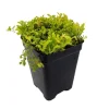 Golden Spikemoss Live Plant - Selaginella kraussiana aurea - 2.5" Pot - Terrarium & Fairy Garden - Image 1