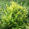 Golden Ticket Privet Live Plant – 4 inch Pot – Non-Invasive Shrub - Image 1