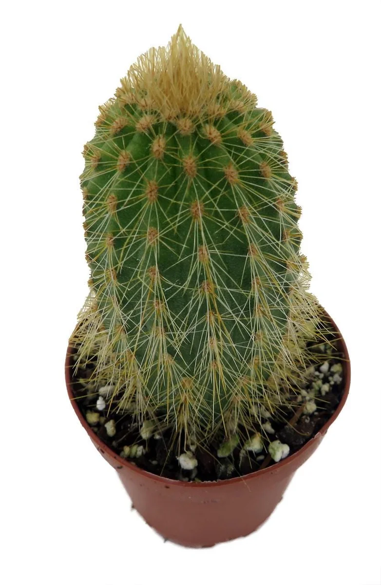 Golden Torch Cactus Vatricania Guentheri Live Plant – 2 inch Pot - Image 2