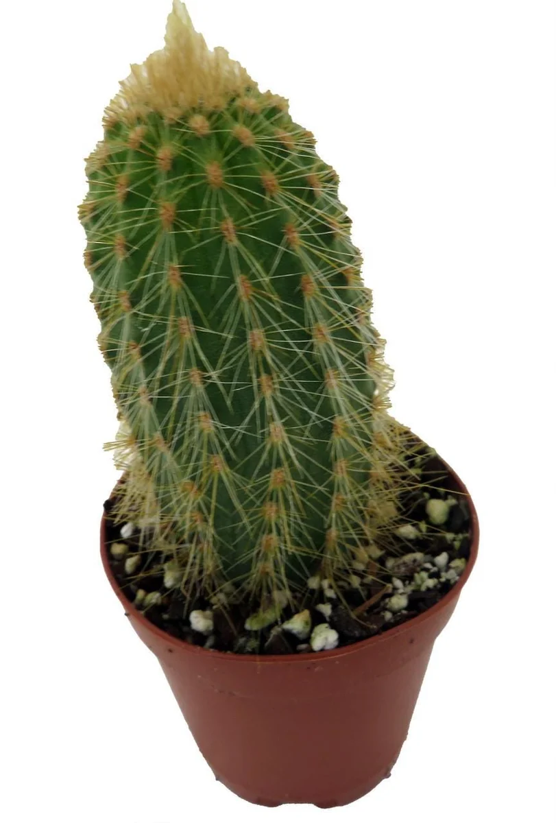 Golden Torch Cactus Vatricania Guentheri Live Plant – 2 inch Pot - Image 3