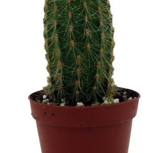 Golden Torch Cactus Vatricania Guentheri Live Plant – 2 inch Pot - Image 1