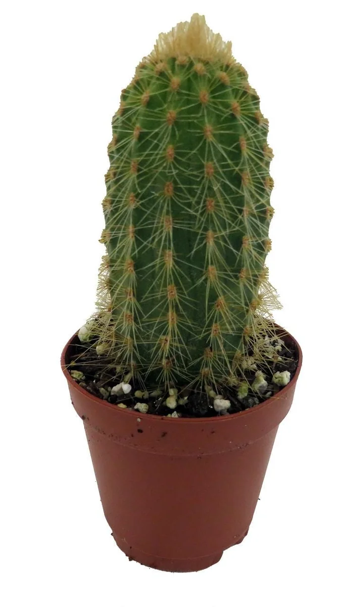 Golden Torch Cactus Vatricania Guentheri Live Plant – 2 inch Pot - Image 4