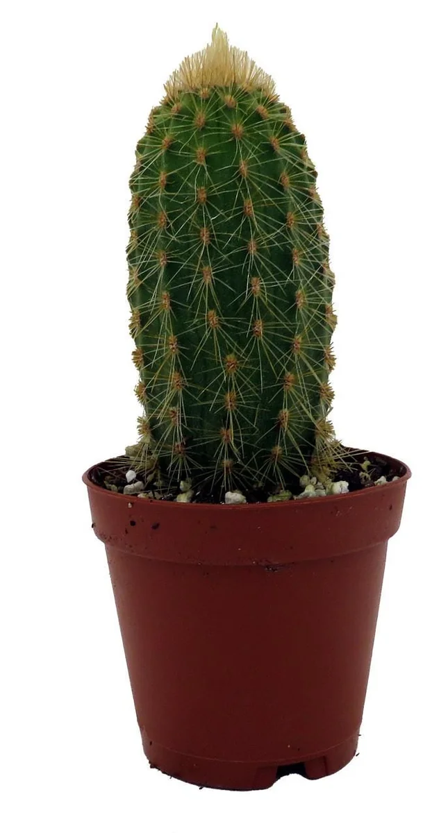 Golden Torch Cactus Vatricania Guentheri Live Plant – 2 inch Pot - Image 1